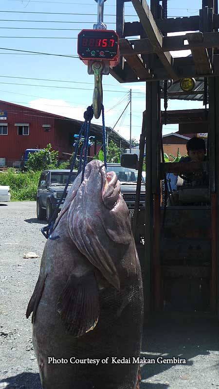 giant grouper weighs over 150 Kg