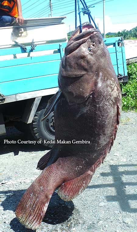 huge giant grouper