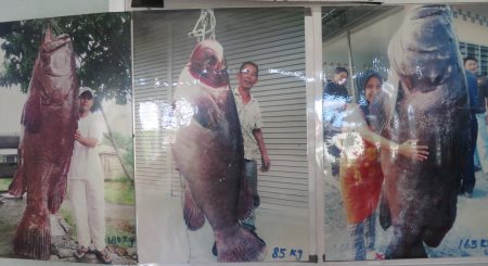 photos of giant grouper