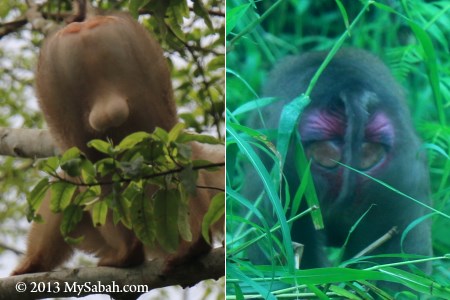 butt of macaques