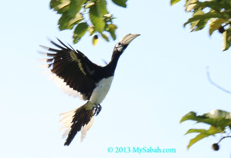 oriental-pied hornbill in flight