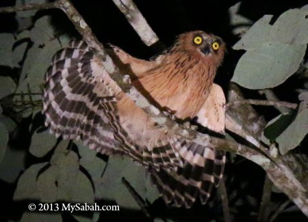 Buffy fish owl