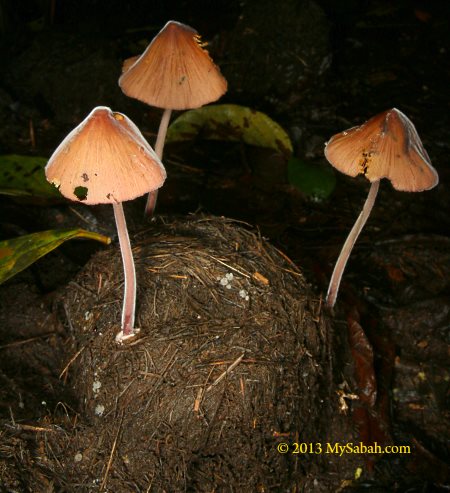 mushroom on elephant dung