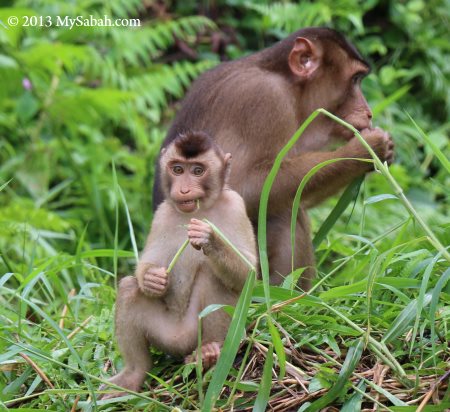 pig-tailed macaques