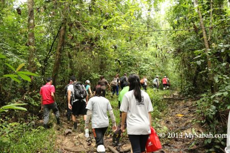 jungle trekking in Tabin forest