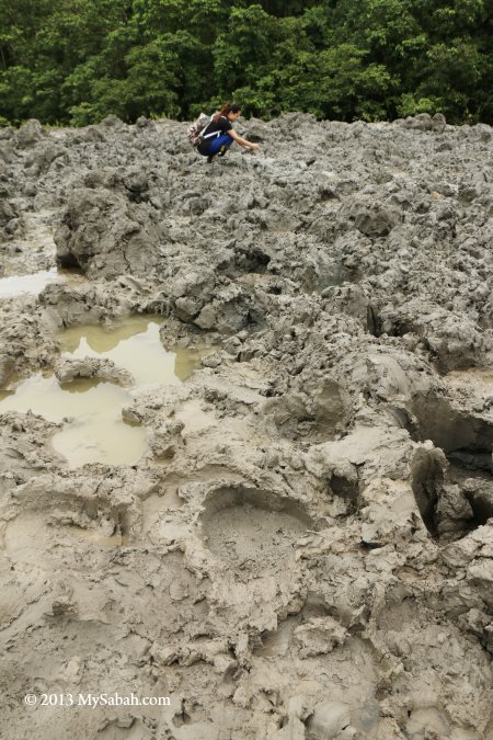 animal tracks at mud volcano