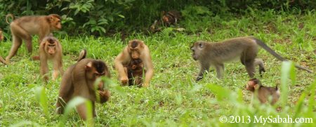 macaque gathering