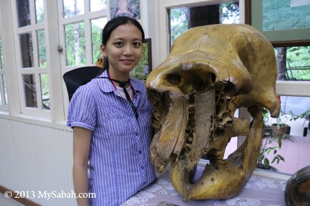 elephant skull