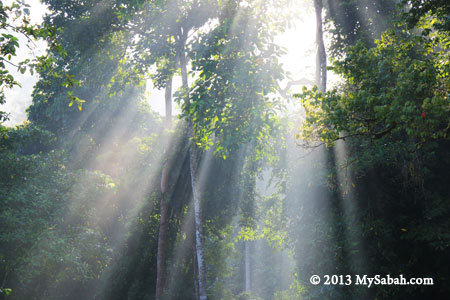 morning rays in rainforest