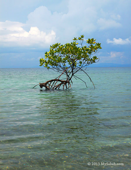 lonely mangrove tree