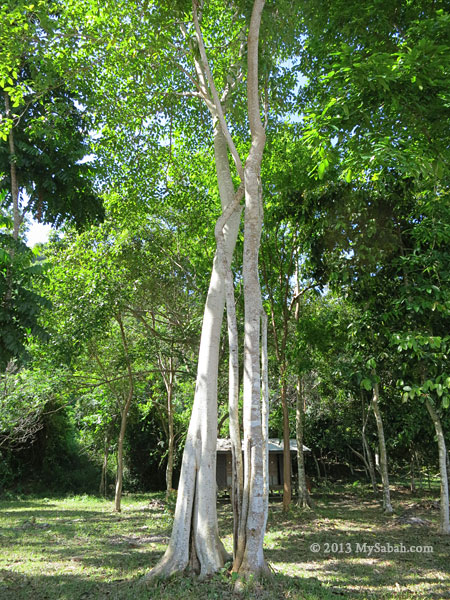 Bao-Bao Tree