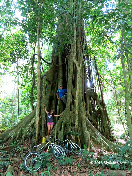 big tree in Taliwas forest