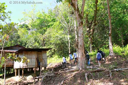 jungle trekking