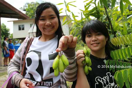 plucking pickle fruit