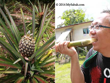 pineapple and sugarcane