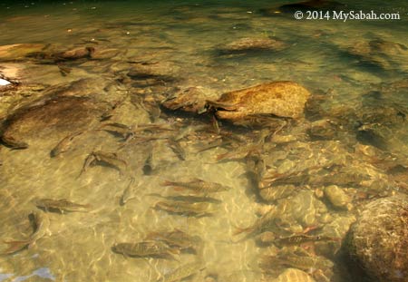 fishes in river