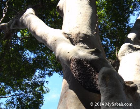 honey bee nest on Menggaris tree