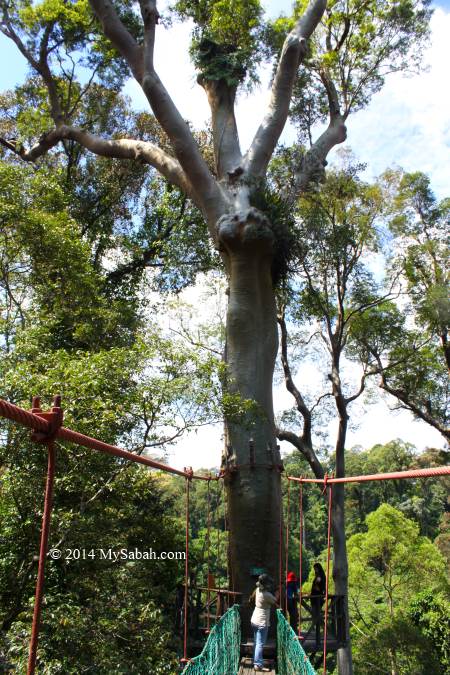 canopy tree walk on Menggaris tree