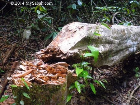 agarwood cut by thief