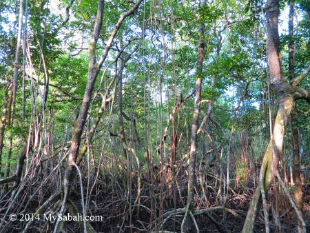 mangrove forest