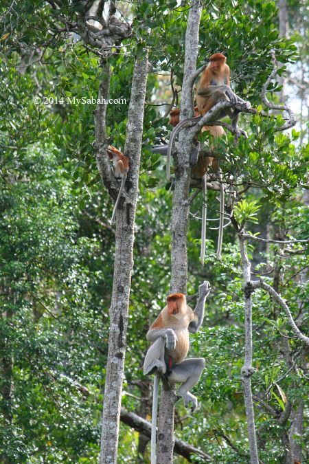 proboscis monkey family on mangrove tree