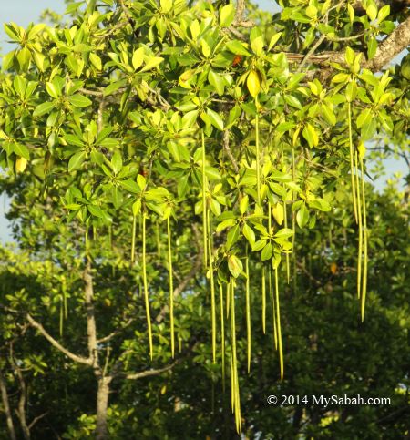 vivapary fruit of mangrove