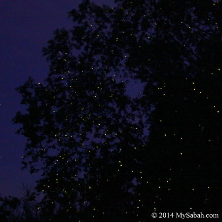 fireflies congregate on mangrove tree