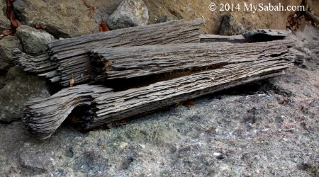 Belian wood coffin