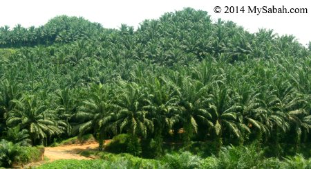 oil palm plantation