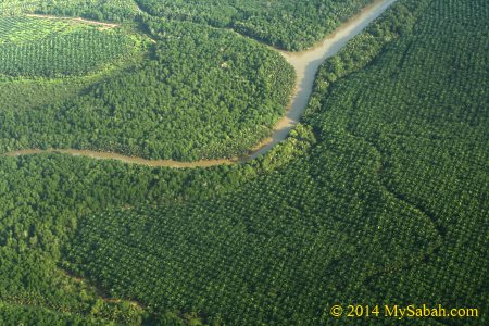 forest engulfed by oil palm