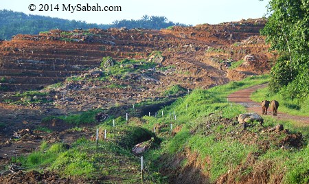 elephant losing habitat