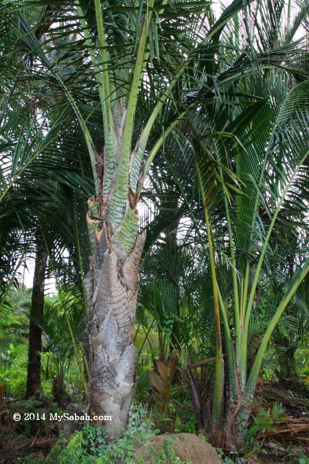 sago palm trees