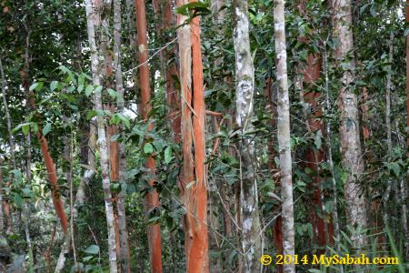 Pelawan trees