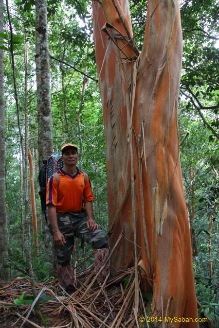 Tristaniopsis tree with peeled off bark