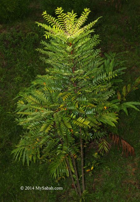 Tongkat Ali tree