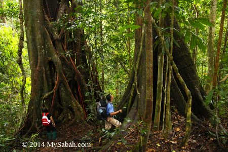 strangling fig trees