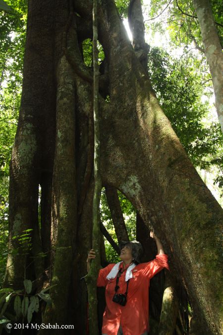 hollow in strangling fig tree