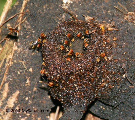 stingless bee nest