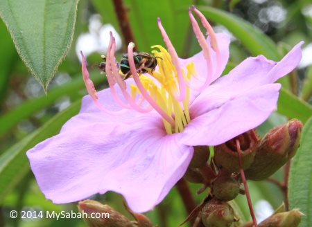 honey bee and stingless bee on a flower