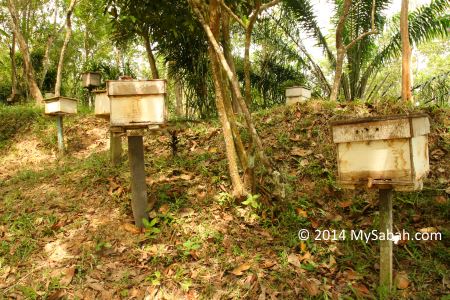 bee hives of Gombizau village