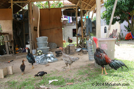 Kampung Sumangkap and chicken