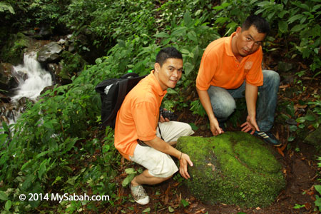 Gong Rock in the forest