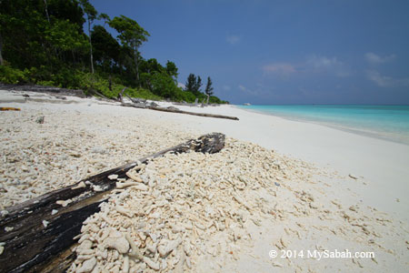 coral fragments on the beach