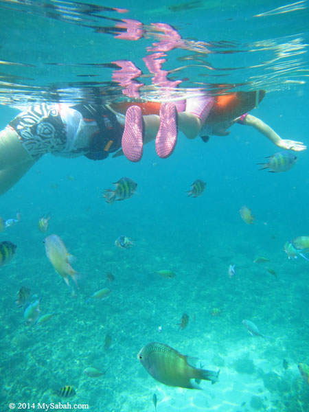 snorkeling in the sea of Mengalum Island