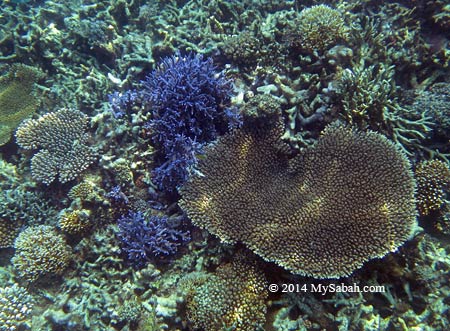 colorful corals of Mengalum