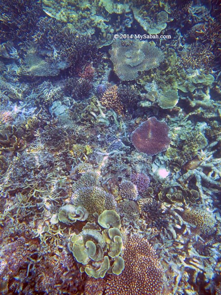 corals of Mengalum Island