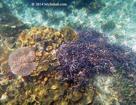 corals in good condition