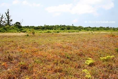 grassland of Mengalum Island