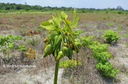 vegetation on Mengalum