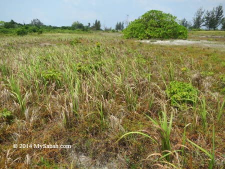 grass and shrubs on Mengalum Island